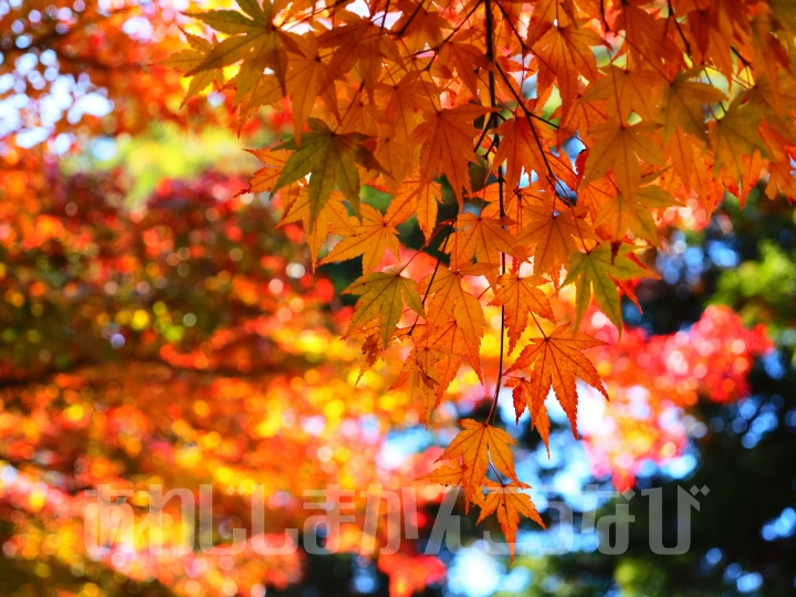 成相寺の紅葉