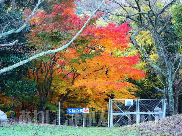 浅野公園の紅葉