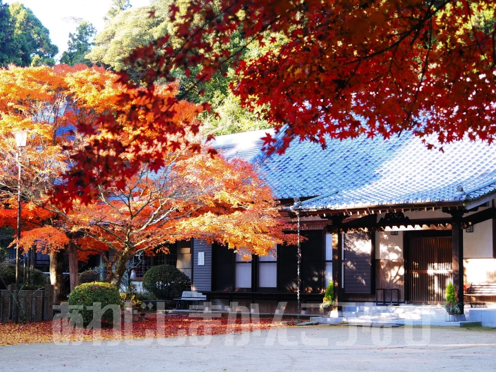 常隆寺の紅葉