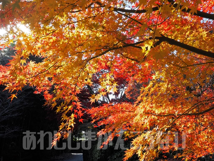 東山寺の紅葉