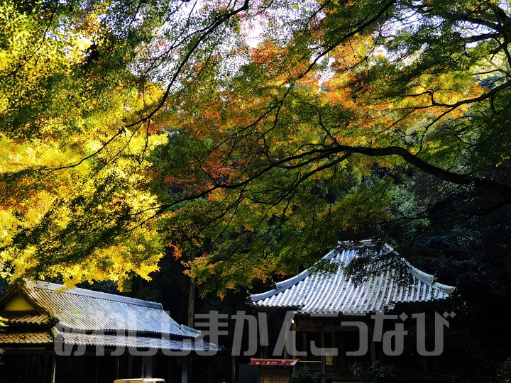 岩上神社の紅葉