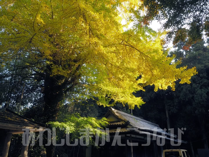 岩上神社の紅葉