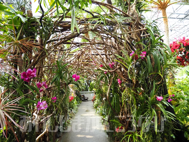 植物のトンネル