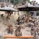 【淡路島モンキーセンター】かわいい野生のニホンザルに会える（Awaji Monkey Center）