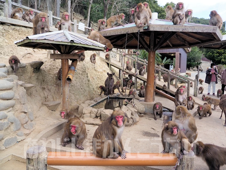 【淡路島モンキーセンター】かわいい野生のニホンザルに会える（Awaji Monkey Center）