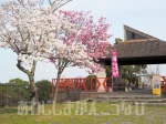 【淡路島公園 桜まつり】スタンプラリー・フォトコンテスト・お茶会・ハイキングイベント