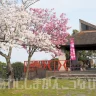 【淡路島公園 桜まつり】スタンプラリー・フォトコンテスト・お茶会・ハイキングイベント