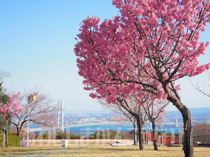 展望広場の桜