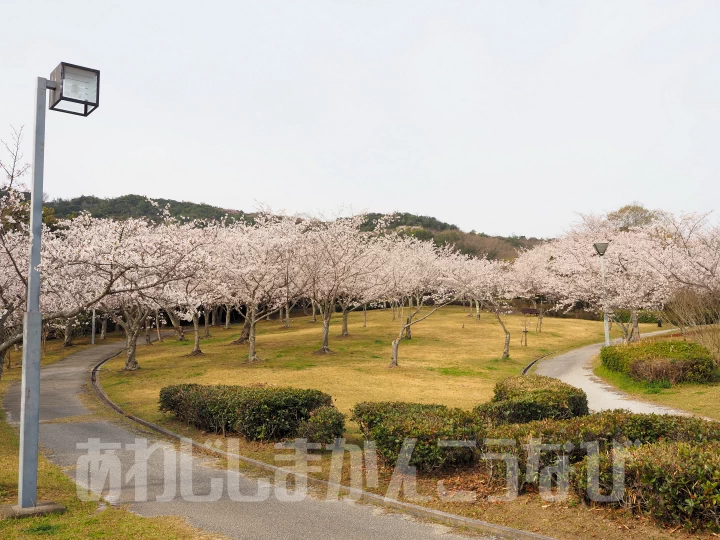 県民の森の桜