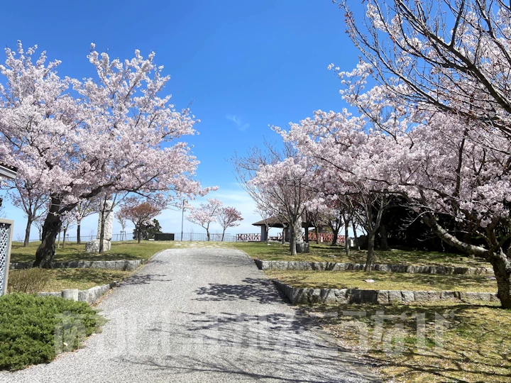 春は桜のお花見スポット