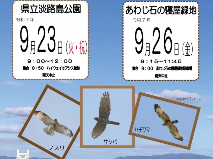 秋の探鳥会（淡路島公園・あわじ石の寝屋緑地）野鳥＆渡り鳥をバードウオッチング