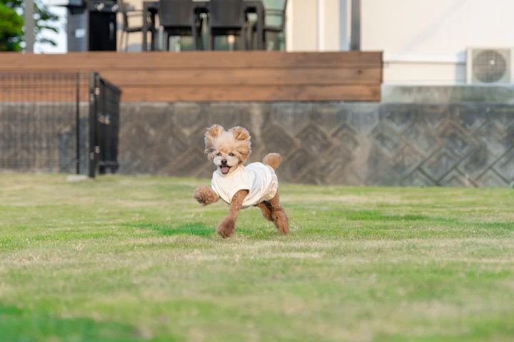 天然芝のドッグラン