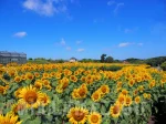 【イングランドの丘 ひまわり大作戦2023】一番の見ごろは8月中旬！5万本の大花畑