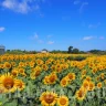 【イングランドの丘 ひまわり大作戦2023】一番の見ごろは8月中旬！5万本の大花畑