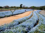 【イングランドの丘 10万本のネモフィラ】見ごろは4月中旬から5月上旬