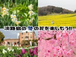 淡路島で冬の花を楽しもう！水仙・チューリップ・菜の花・ストック・梅・桜のおすすめスポット
