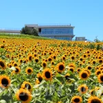 「あわじ花さじき」のひまわりが見ごろを迎えます（淡路島の観光スポット）