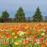 パステルカラーの花畑！花の名所「あわじ花さじき」のポピーが見ごろを迎えています