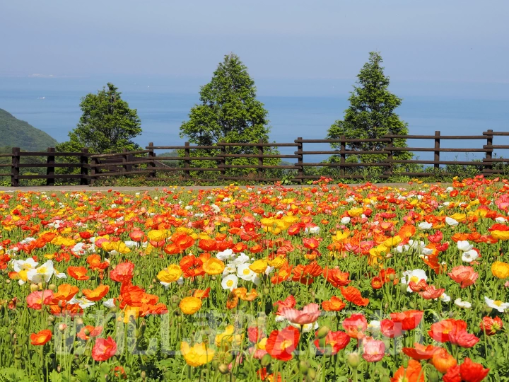 パステルカラーの花畑！花の名所「あわじ花さじき」のポピーが見ごろを迎えています