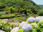 【あわじ花山水】淡路島のあじさい(紫陽花)の名所！日本の原風景が広がります