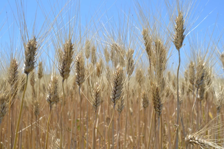 淡路島産デュラム小麦収穫体験