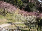 広田梅林ふれあい公園「梅まつり」約450本の梅が咲き誇る淡路島の梅の名所