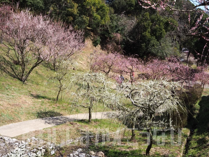 広田梅林ふれあい公園「梅まつり」約450本の梅が咲き誇る淡路島の梅の名所