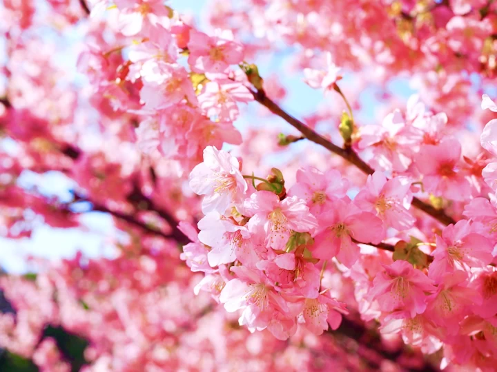 明石海峡公園の河津桜