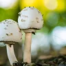 淡路島公園で「キノコ・苔観察会」先生といっしょにキノコ探し！勉強会も開催