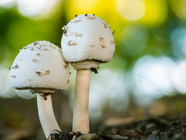 淡路島公園で「キノコ・苔観察会」先生といっしょにキノコ探し！勉強会も開催