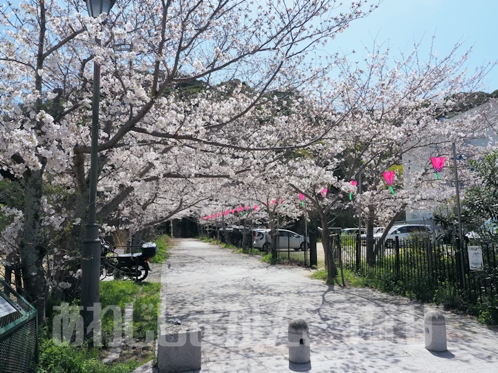 曲田山登山口の桜並木