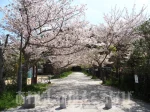 淡路島・洲本市の桜の名所といえば「曲田山公園（曲田山浄水場 横）」