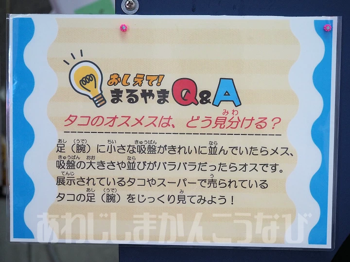 おしえて！まるやまQ&A