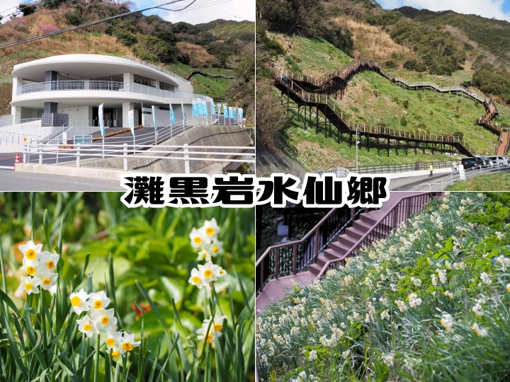 【灘黒岩水仙郷】斜面一面にスイセンが咲き誇る日本三大水仙群生地