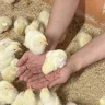 のじまスコーラに移動型ふれあい動物園「ジャクソンズ」が期間限定で登場