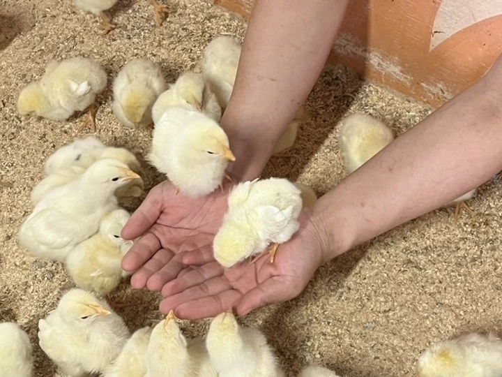 のじまスコーラに移動型ふれあい動物園「ジャクソンズ」が期間限定で登場