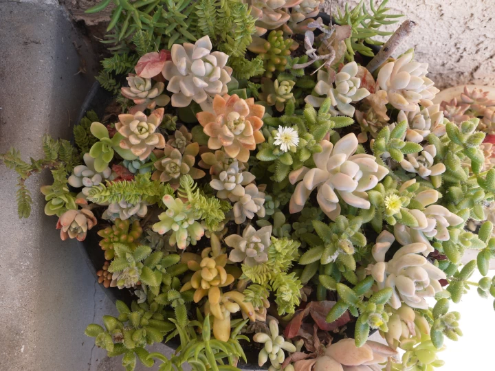 多肉寄植鉢販売
