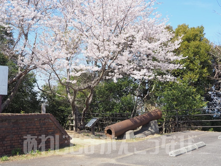 砲台と桜のコラボ
