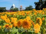 【ひまわり摘み取り体験】パルシェ香りの館・大農園で7月下旬頃まで開催