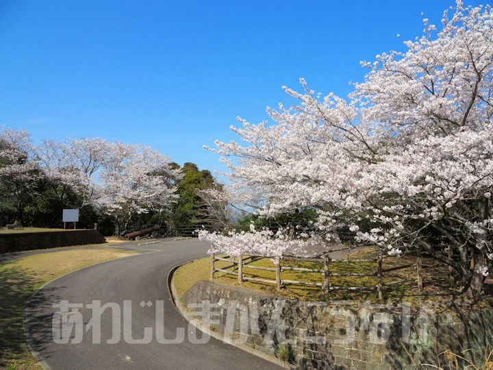 生石公園の桜