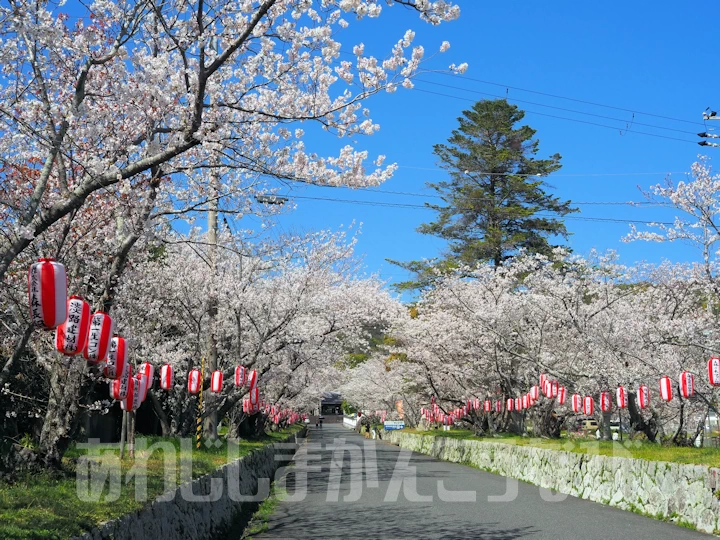 賀集八幡神社・護国寺の桜