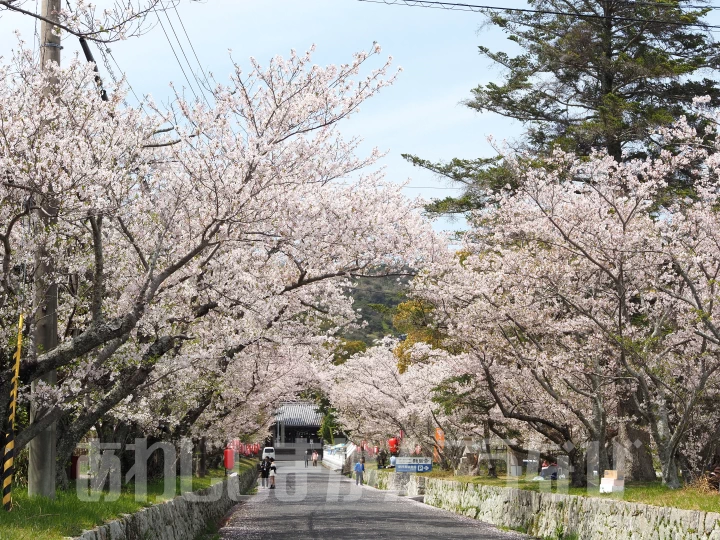 賀集八幡神社の桜
