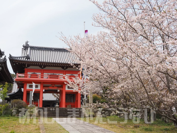 護国寺の桜