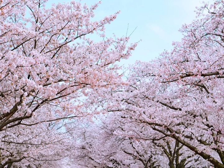 【淡路島 桜の名所】開花予想・おすすめ花見スポット・穴場情報