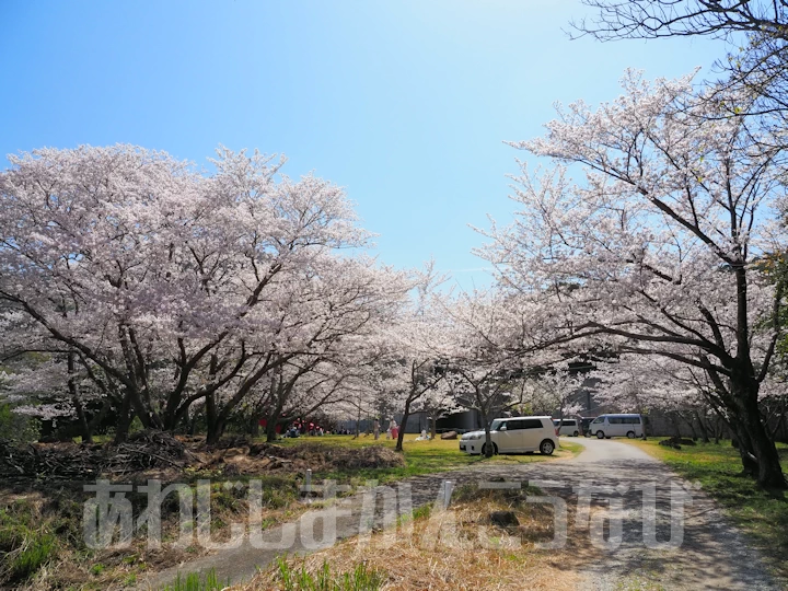 鮎屋ダム下公園の桜