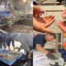夏休みの自由研究にもおすすめ！岩屋で競り場見学と炊きたて釜揚げしらすを味わう体験ツアー開催