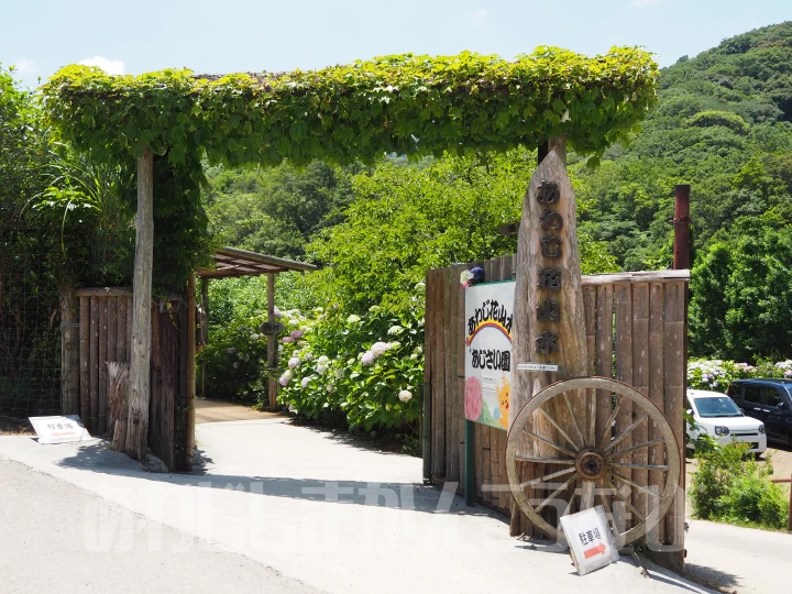 竹原原木椎茸はあじさい園で有名なあわじ花山水の中にあります