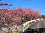 一足先に淡路島の春を感じる！宇原の緋寒桜（洲本市民交流センター）