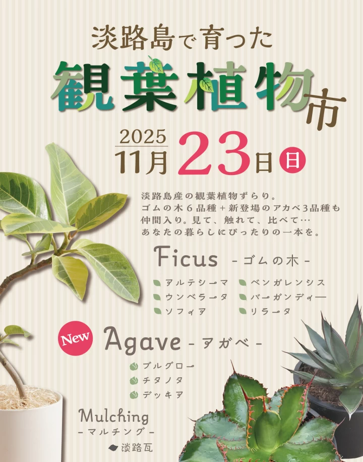 淡路島で育った観葉植物市