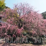 淡路島の梅の名所「八木のしだれ梅」（村上邸）降り注ぐピンクのシャワーが圧巻